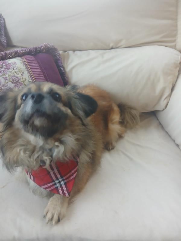 Peggy, tenera pechinese Foto 3